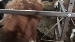 Все параметры сарая, стойло для бычков!