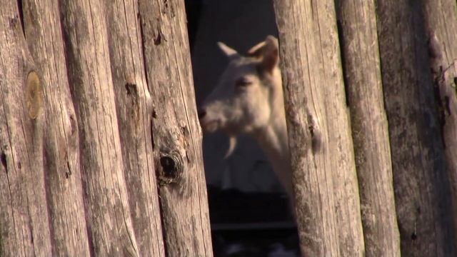 Восхищаюсь соседями и их питомцами Читаю стихотворение Заряжаюсь от природы Татьяна Беспалова смотреть онлайн