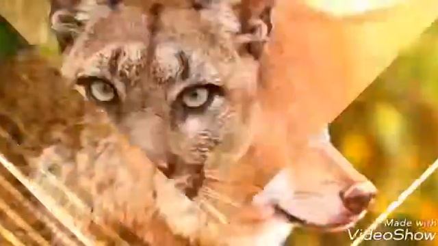 Лисы супер лисы класс Кто не верит тому в глаз смотреть онлайн