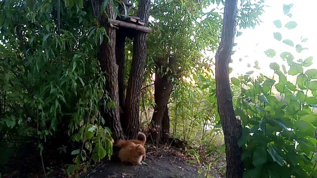 ? Мурка играет с котёнком! Домик на дереве возле пруда. смотреть онлайн