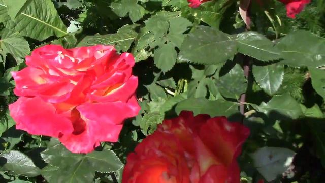 Розы. Очень эффективная подкормка для роз. смотреть онлайн