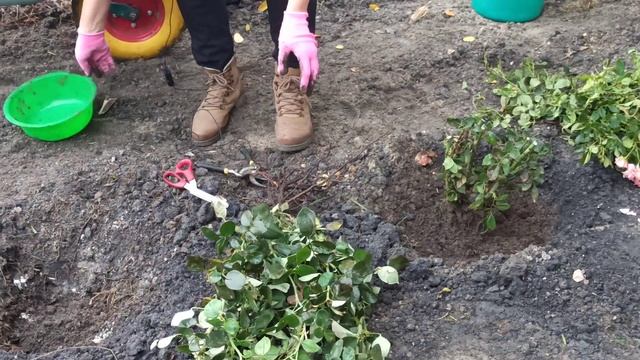 РОЗЫ. Как сажать розы. Осенняя посадка роз смотреть онлайн