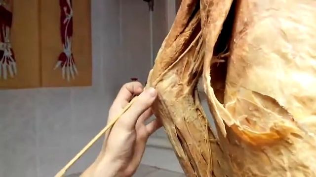 топография предплечья