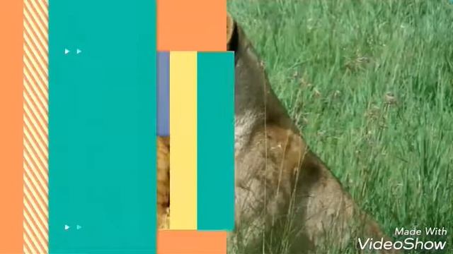 Картинки львы, просто класс смотреть онлайн