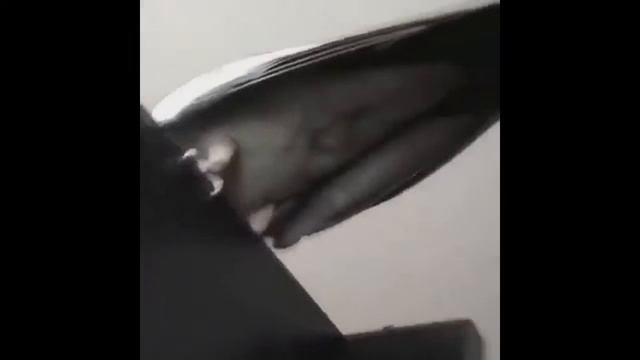 Попугай у проктолога (Смотреть до конца!!!) смотреть онлайн