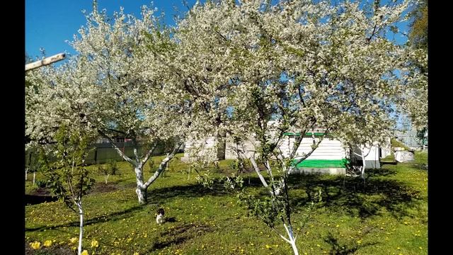Цветущий Весенний ВИШНЕВЫЙ САД. Фото за 2016 и 2022г. ????? Как менялся ОГОРОД. 1 декабря 2022г. смотреть онлайн