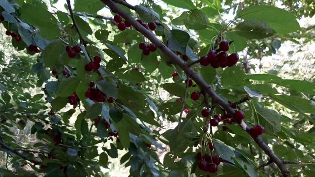 Боги гелос-Сари Хосор смотреть онлайн