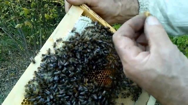 Августовский отводок деревянный улей смотреть онлайн