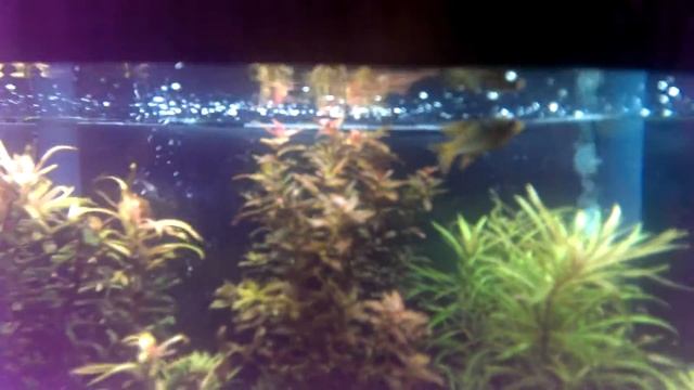 2 months of co2 and seachem ferts смотреть онлайн
