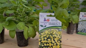 Обзор петунии Джоконда, серия Лагуна и Итальянка. Выращивание из семян.