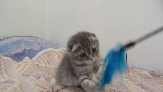 шотландские котята. ПРОДАЖА! смотреть онлайн