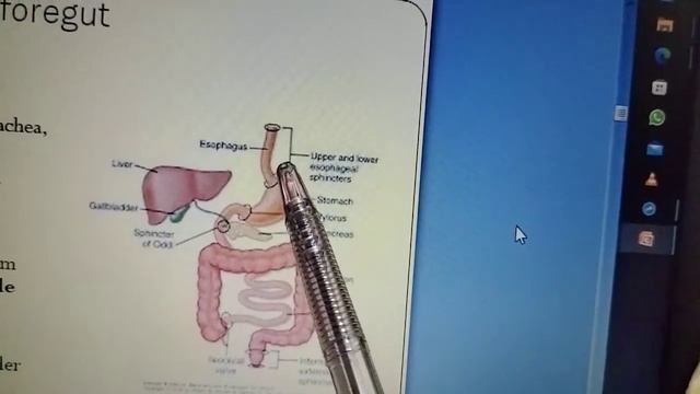 Derivatives of FOREGUT, midgut and hindgut with blood supply | GIT development смотреть онлайн