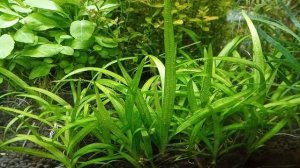 Неприхотливые аквариумные растения.