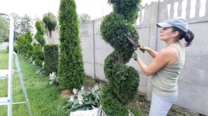 СТРИЖКА ТУИ. Как подстричь тую в форме спирали. Формировка