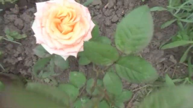 КАКИЕ ЦВЕТЫ ЦВЕТУТ В АВГУСТЕ смотреть онлайн