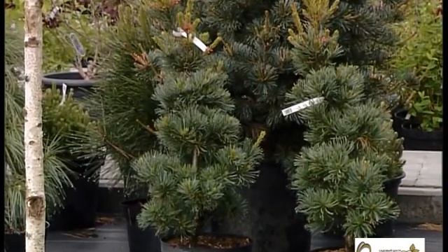 Садовый центр "Оазис" Черкассы смотреть онлайн