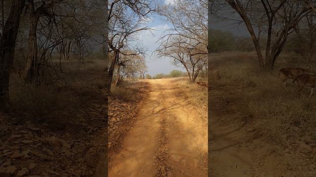 олени пятнистые смотреть онлайн