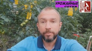 Опасное заболевание растений: альтернариоз перца и томата. Как выглядит и как бороться.