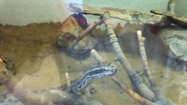Обыкновенный щитомордник смотреть онлайн