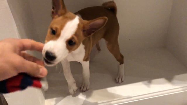 Басенджи ( Basenji) Пако, 2 месяца смотреть онлайн