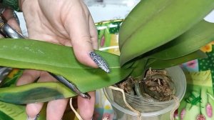 Обморожение листьев орхидеи как лечить...