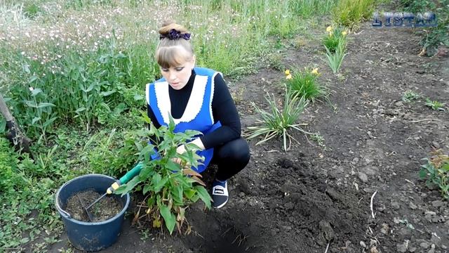 ЭХИНАЦЕЯ пурпурная посадка выращивание уход вредители болезни подкормка размножение эхинацеи смотреть онлайн