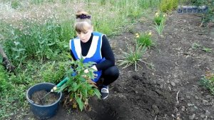 ЭХИНАЦЕЯ пурпурная посадка выращивание уход вредители болезни подкормка размножение эхинацеи