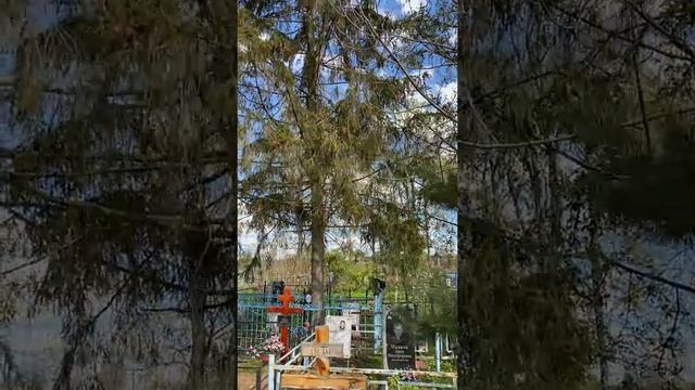 С ведьмой на кладбище / Тайны кладбища смотреть онлайн