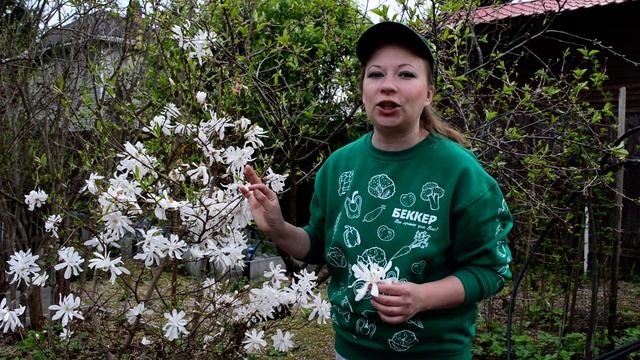 Магнолия. Как сажать магнолию? Уход и выращивание, укрытия, посадка. Дерево магнолии цветет. смотреть онлайн