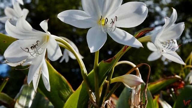 Кринум (лат. Crinum) смотреть онлайн