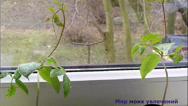 Кобея лазающая Мексиканская лиана Выращивание из семян смотреть онлайн