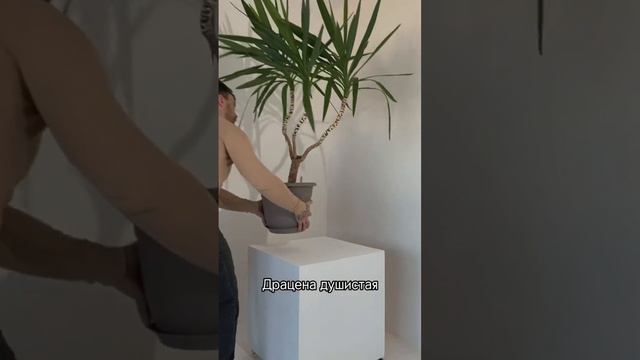 Пять растений для дома и офиса. Просты в уходе, не требовательны. смотреть онлайн