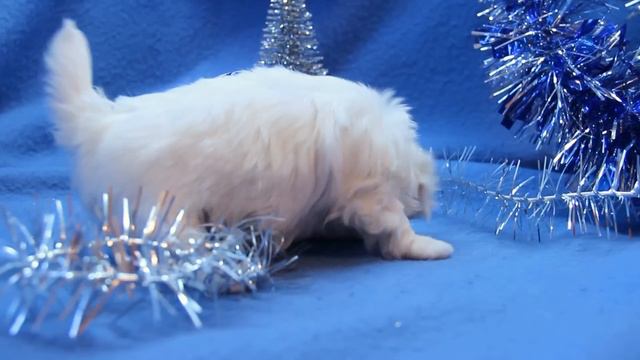 Щенки МАЛЬТЕЗЕ мини и стандарт продаются. Мечты Сбываются!!! +7-908-565-0206 смотреть онлайн