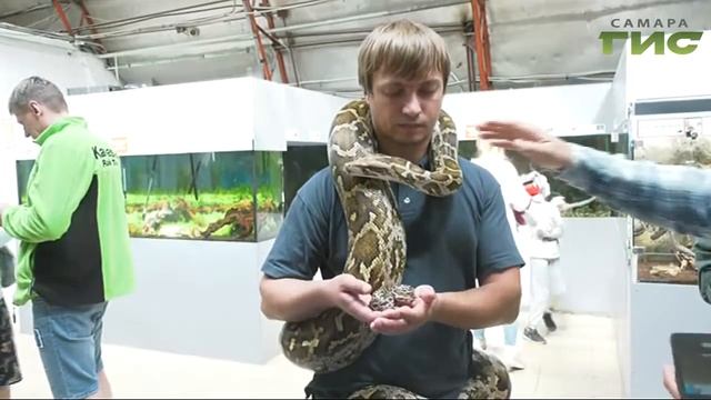 В Самарском зоопарке новые жильцы. У пары тёмных тигровых питонов появилось потомство смотреть онлайн