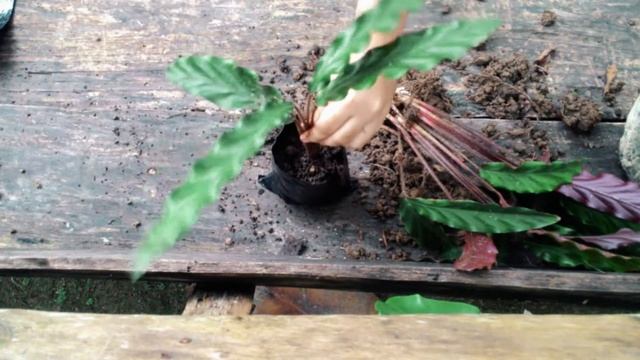 Dividing & Planting Calathea Rufibarba смотреть онлайн