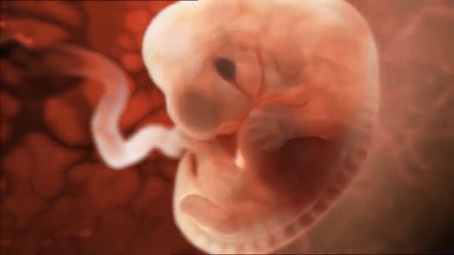 40 НЕДЕЛЬ БЕРЕМЕННОСТИ | Захватывающее 3D видео о беременности смотреть онлайн