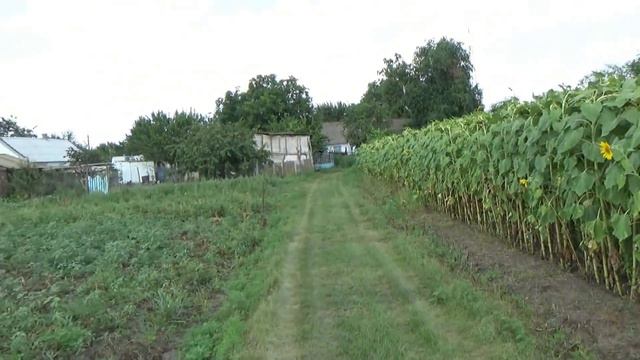 Купили арбузы и баклажаны смотреть онлайн