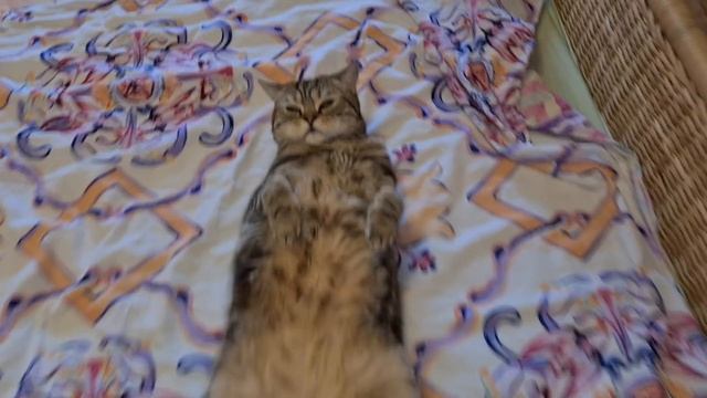 КАК ПОВЕРНУТЬ КОТА НА СПИНУ? СЕКРЕТНАЯ ТЕХНИКА смотреть онлайн