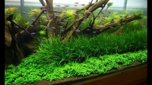 Бликса японская. Содержание, уход, размножение.