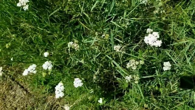 САМВЕЛ АДАМЯН МАТЬ ГОТОВА ПРИНЯТЬ ЧТО ГРАНДЕНИКО ЗЯТЬ. ХИТРЫЙ ЛИС УКРАЛИ У ЛЬВОВСКОЙ ОПЕРЫ смотреть онлайн