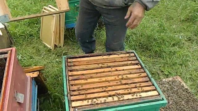 ИССКУСТВЕННОЕ РОЕНИЕ ИЛИ КАК СБИТЬ РОЕВУЮ ГОРЯЧКУ.mp4