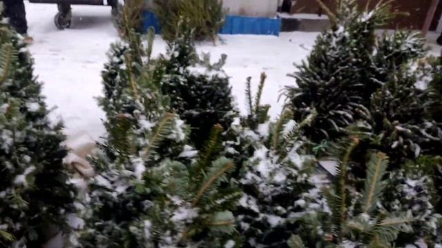 В лесу родилась елочка. Новогодние елочки. смотреть онлайн