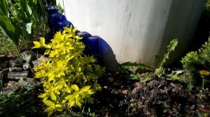 Ель Коника. Дейзи Вайт.Майский сад.