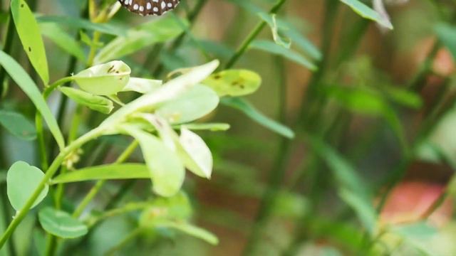 Блюз для бабочек смотреть онлайн