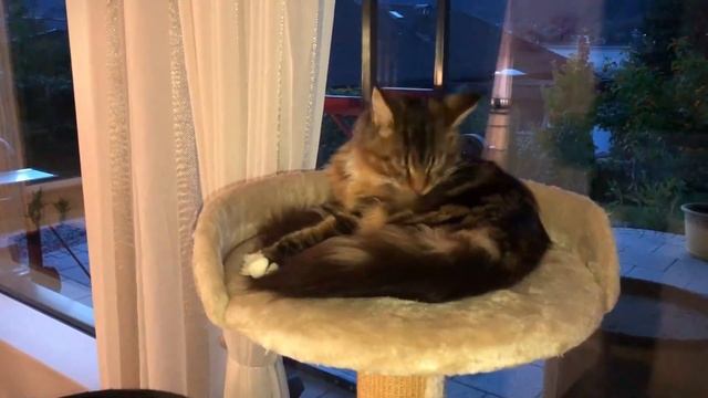 Лодка, коты, булочки и кормушка смотреть онлайн