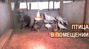 Содержание кур, уток, индеек, цесарок в хозяйстве Золотухина Николая Ивановича.