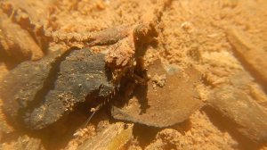 Личинка подёнки (Ephemeroptera) в быстром ручье