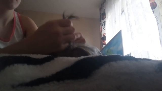 Необычная причёска для йорка / York Bony live смотреть онлайн