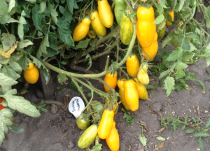 Томат -"Банан жёлтый".