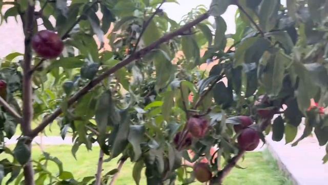 Прятки по всей даче !!Света и Давид прячутся !?? смотреть онлайн